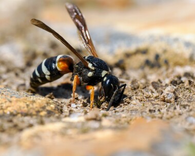 purbeckmasonwasp310724c Purbeck Mason Wasp Purbeck Heaths, Dorset