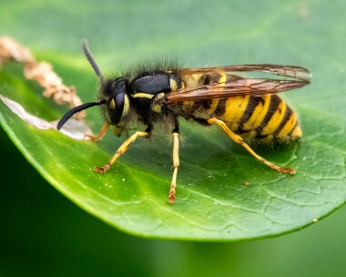 wasp161025 Wasp Marine Drive, Isle of Man