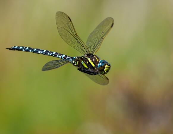 Dragonflies