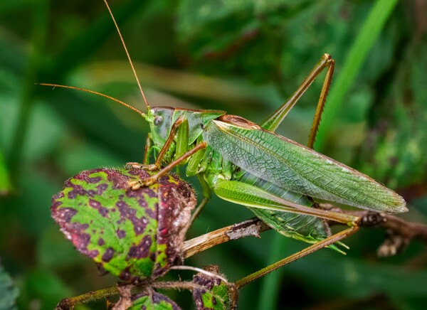 Grasshoppers