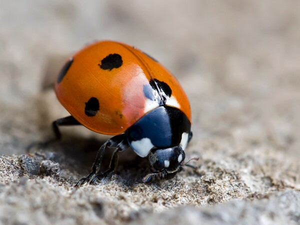Ladybird