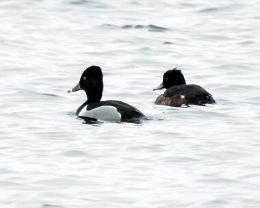 ringneckedduck190316 Ring-necked Duck Milton Loch, Dumfries and Galloway