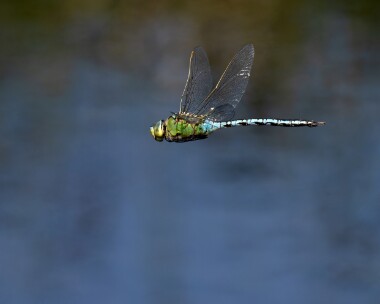 emperor100726 Emperor Dragonfly Stoney Mountain, Isle of Man
