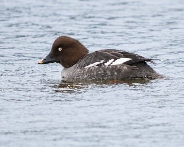 goldeneye060226 Goldeneye POA NR, Isle of Man