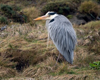 greyheron070226 Grey Heron Langness, Isle of Man