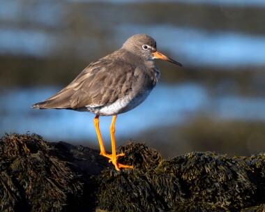 redshank070326 Redshank Derbyhaven. Isle of Man