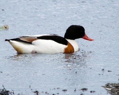 shelduck050226 Shelduck Langness, Isle of Man