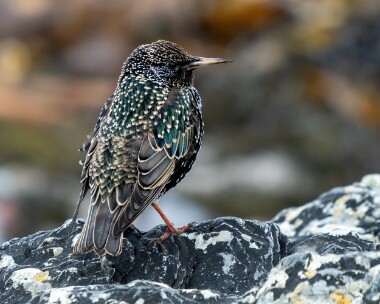 starling270226 Starling Derbyhaven, Isle of Man