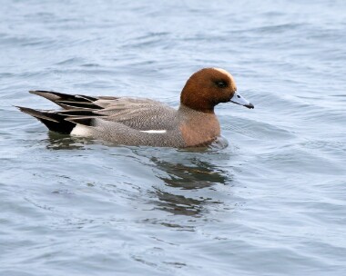 wigeon070226 Wigeon Derbyhaven, Isle of Man