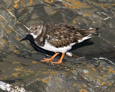 Turnstone