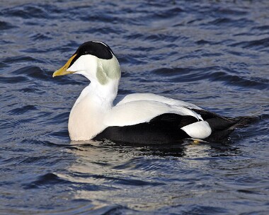 eider11new Common Eider Strandhall, Isle of Man