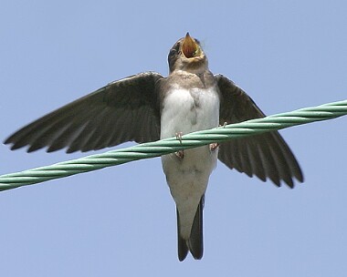 sandmartin8 Sand Martin The Phurt, Isle of Man