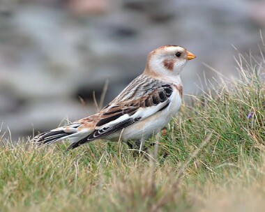 snowbunting1c Snow Bunting