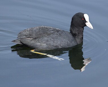 coot9 Coot Eairy Dam, Isle of Man