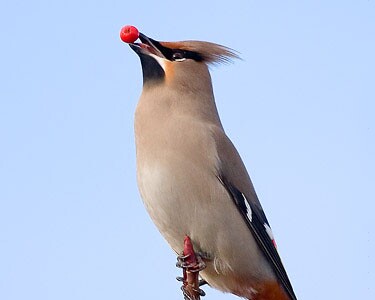waxwingcs2 Waxwing Anagh Coar, Isle of Man
