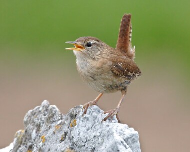wren12 Wren Balladoole, Isle of Man