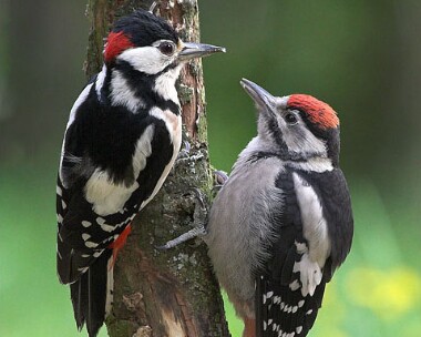 gsw7 Great-spotted Woodpecker Llanbedr, North Wales