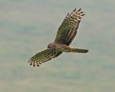henharrier21 Hen Harrier Isle of Man