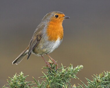 robin12 Robin Langness, Isle of Man