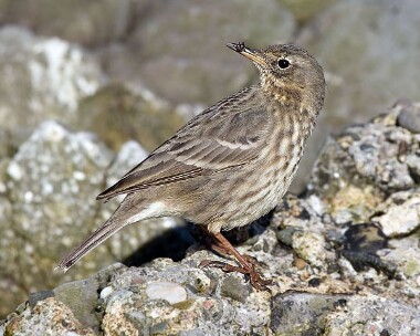rockpipit9 Rock Pipit Derbyhaven, Isle of Man