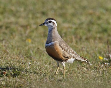 dotterel050607b Dotterel Ballaghennie, Isle of Man