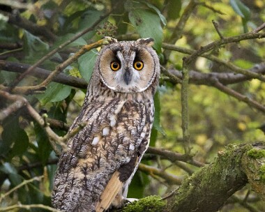 leo031107 Long-eared Owl Port Mooar, Isle of Man