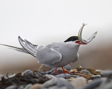 arctictern020808e