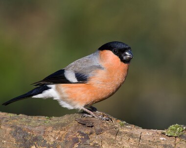 bullfinch190208 Bullfinch Private farm, Cheshire