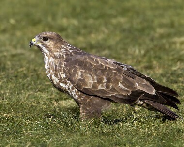 buzzard180208 Common Buzzard Gigrin Farm, Wales