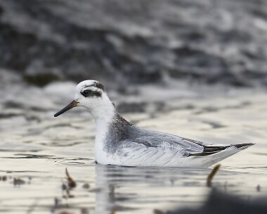 greyphalarope151108