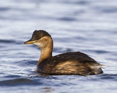 littlegrebe281208