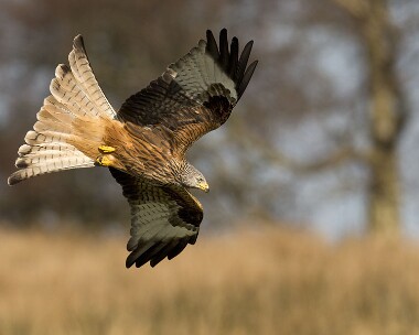redkite180208 Red Kite Gigrin Farm, Wales