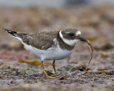 ringedplover230308b