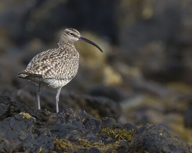 whimbrel190408
