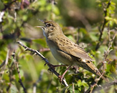 gropper020509