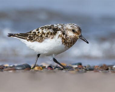 sanderling110812 Sanderling Smeale, Isle of Man