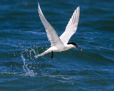 sandwichtern280412 Sandwich Tern Smeale, Isle of Man