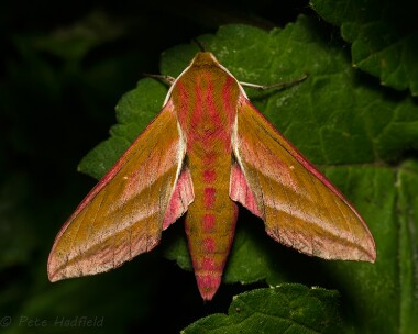 elephanthawkmoth110714 Elephant Hawk-moth Curraghs, Isle of Man