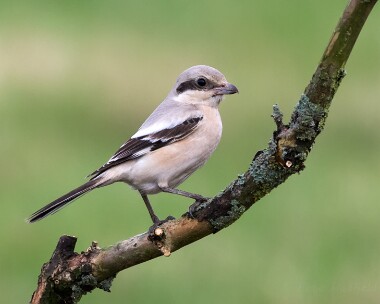 steppegreyshrike121014b Steppe Grey Shrike Burnham Norton, Norfolk