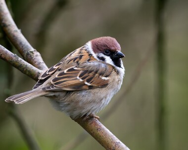 treesparrow080314 Tree Sparrow Caerlaverock, Scotland