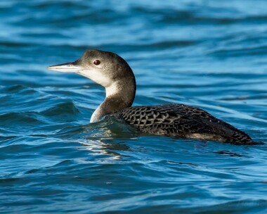 greatnortherndiver061215 Great Northern Diver Derbyhaven, Isle of Man