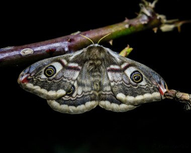 emperormoth060518 Emperor Moth Dalby Mountain, Isle of Man