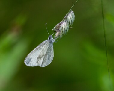woodwhite230619 Wood White Haugh Woods, Herefordshire