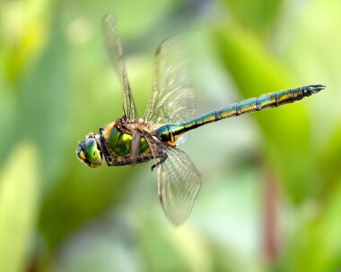 brilliantemerald060723s Brilliant Emerald Loch Bran, Scotland