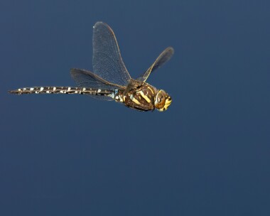 commonhawker080923 Common Hawker Stoney Mountain, Isle of Man