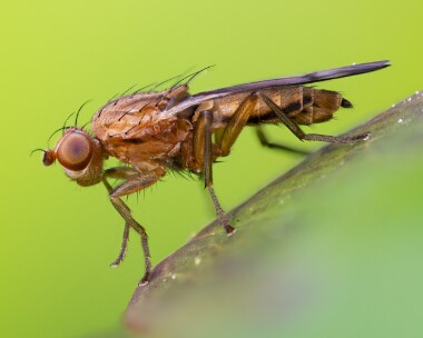 fly260523 Fly Douglas, Isle of Man