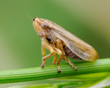 froghopper200923s Froghopper Wells, Norfolk