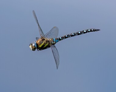 migranthawker020923b Migrant Hawker Ballanette, Isle of Man