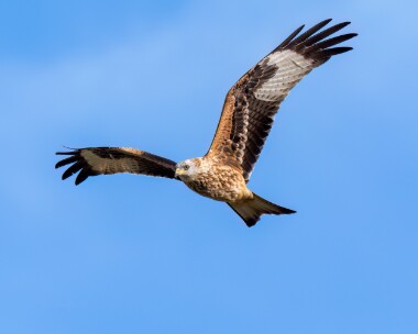 redkite210923 Red Kite Burnham Overy, Norfolk