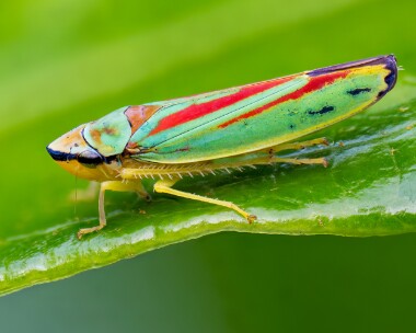 rhododendronleafhopper210923 Rhododendron Leafhopper Dersingham. Norfolk
